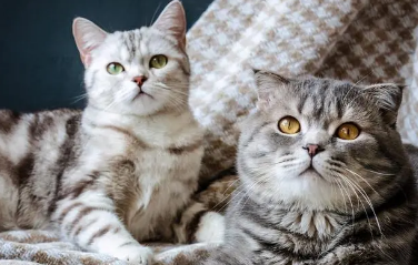 怎么分辨公猫母猫 怎么分辨公猫母猫
