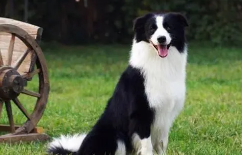 边境牧羊犬的详细介绍,它都有哪些颜色? 边境牧羊犬的详细介绍,它都有哪些颜色?