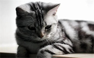 缅因猫为什么不能养