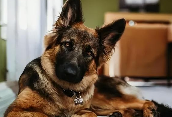 德牧犬的优点和缺点,新手必看 德牧犬的优点和缺点,新手必看
