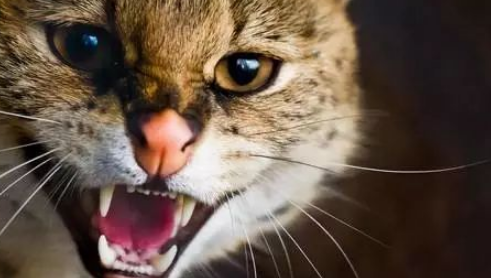 小奶猫对人哈气怎么处理?看完你就知道了 小奶猫对人哈气怎么处理?看完你就知道了