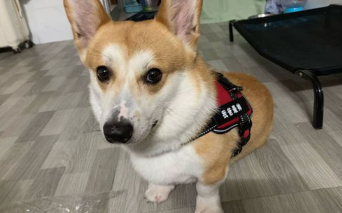 幼犬得了细小用什么药和方法治疗
