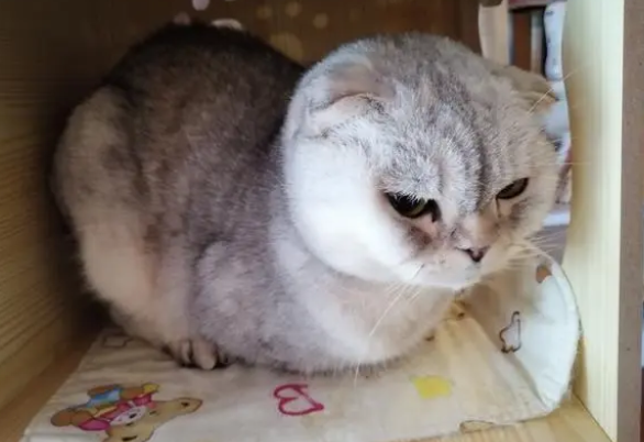 猫的主食吃什么