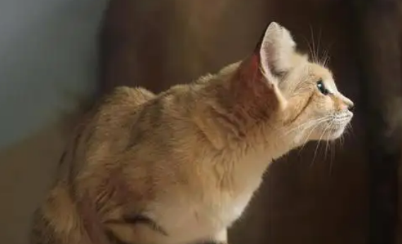 伊维菌素可以给猫驱虫吗