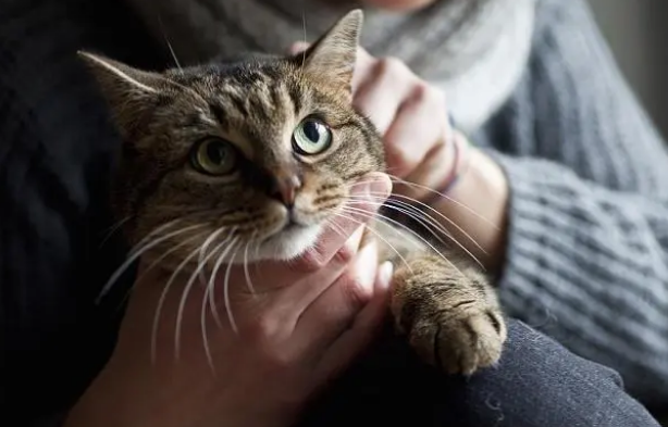猫咪打完疫苗注意事项有什么