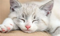猫咪耳螨怎么治疗