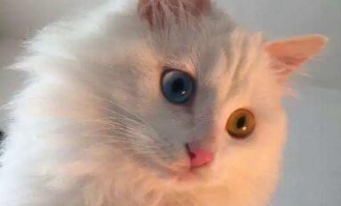 波斯猫眼睛一黄一蓝