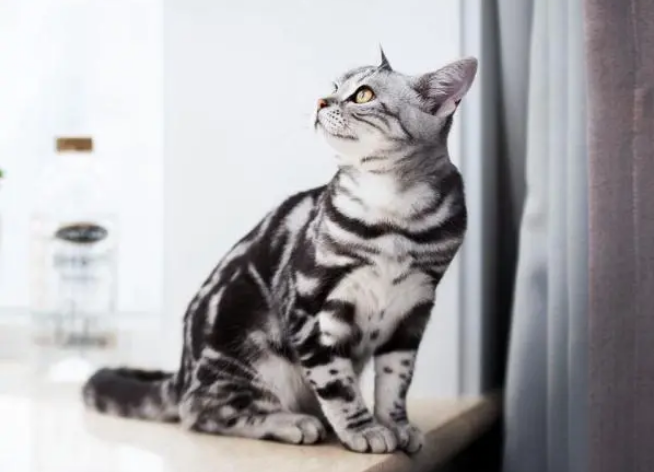 美国短毛猫怎么养