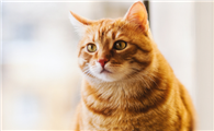 猫拉稀是不是要死了
