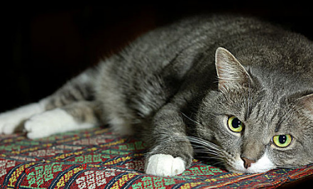 猫的耳朵突然一边肿了怎么回事 猫的耳朵突然一边肿了怎么回事