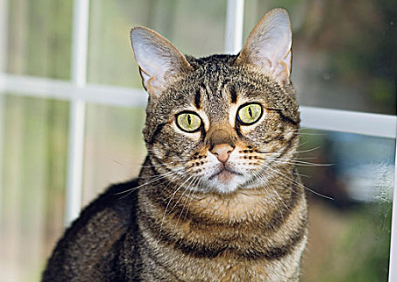 猫肾衰四期一般能活多久 猫肾衰四期一般能活多久