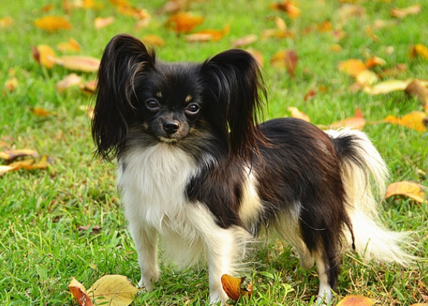 蝴蝶犬优缺点分析, 快来get一下 蝴蝶犬优缺点分析, 快来get一下