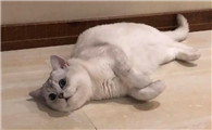 一个月小猫有跳蚤怎么去除