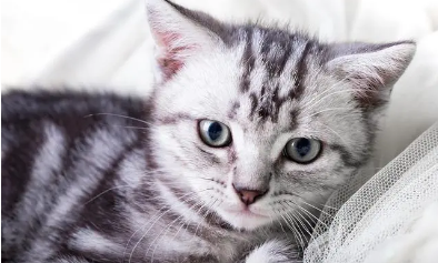 猫咪感冒症状表现