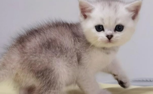 为什么小奶猫三天就睁眼了