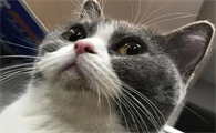 猫咪走路总有点弓背怎么回事