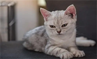 小猫被压伤会有什么反应