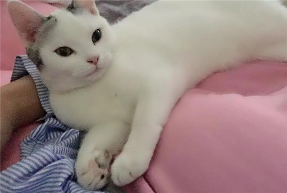 母猫绝育手术多少钱