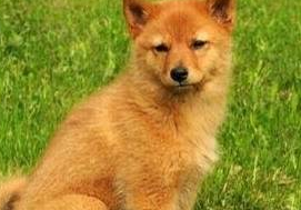 该犬被误以为是“狐狸”！深山里的猎狐高手！犬中“吠叫之王”！ 