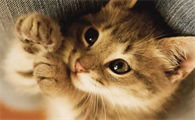 猫咪最近老是干呕怎么回事