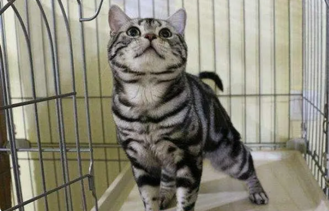美短猫的价格是多少