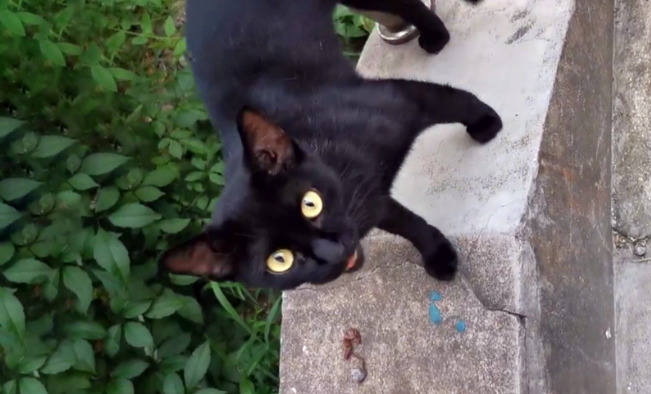 被主人弃养的流浪猫,每天守在人类家门口,为求收留主动钻进猫包 被主人弃养的流浪猫,每天守在人类家门口,为求收留主动钻进猫包