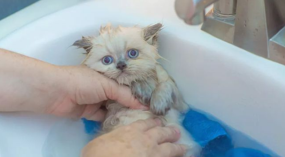 “养猫10年，只给猫咪洗过一次澡”：猫咪一生不洗澡可以吗？