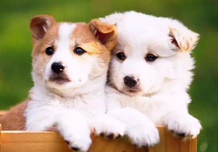 如何判断狗狗得了犬瘟?本文可以解答! 如何判断狗狗得了犬瘟?本文可以解答!