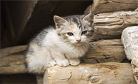 猫咪突然腿瘸可能是什么原因