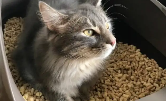 猫为什么不在猫砂盆里拉屎?一般是这里出了问题 猫为什么不在猫砂盆里拉屎?一般是这里出了问题