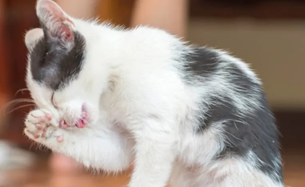 家里养猫有跳蚤怎么办 家里养猫有跳蚤怎么办
