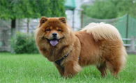 小型松狮犬多少钱一只幼犬