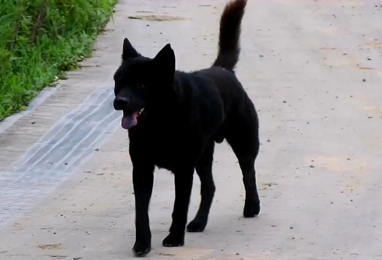 五黑田园犬哪里有卖