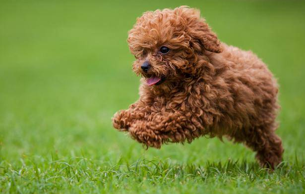 泰迪幼犬有点拉稀怎么办 泰迪幼犬有点拉稀怎么办