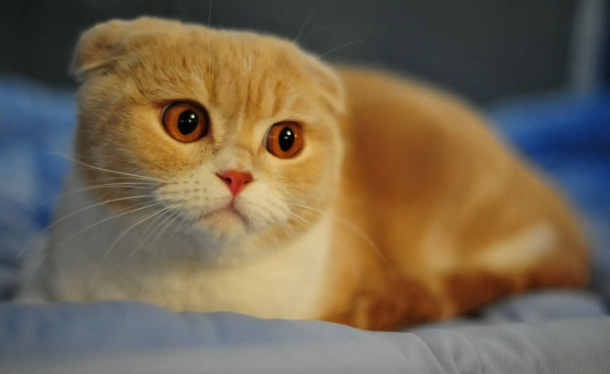 捡来的猫不吃东西是什么原因 捡来的猫不吃东西是什么原因