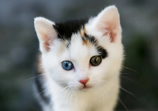 小猫吐血水是怎么回事?快来了解一下吧~ 小猫吐血水是怎么回事?快来了解一下吧~