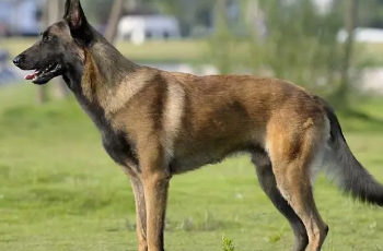 马犬是什么狗品种？快来了解下吧！