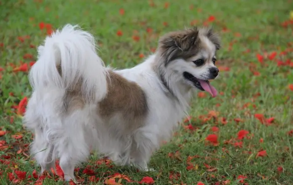 蝴蝶犬优缺点分析, 快来get一下 蝴蝶犬优缺点分析, 快来get一下
