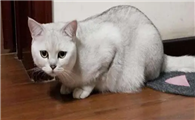 猫咪不舒服的表现