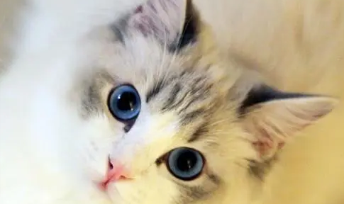 母猫生产前的征兆 母猫生产前的征兆
