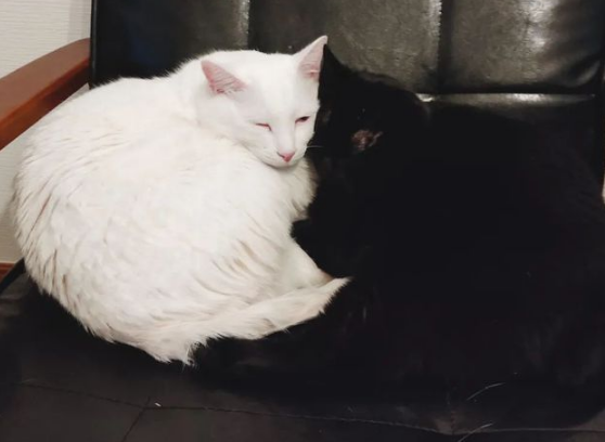 猫:听说你在外面到处造谣说我死了?? 猫:听说你在外面到处造谣说我死了??