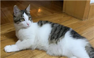 猫为什么会生出狸花加白？答案揭晓！