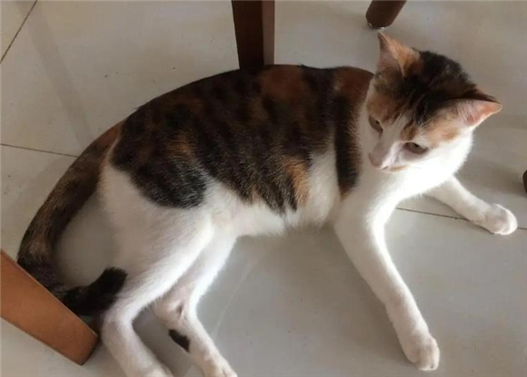 三花猫是什么品种 三花猫是什么品种