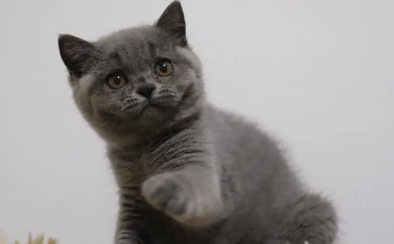 英短蓝猫脸尖就是不纯吗?这篇文章给你答案 英短蓝猫脸尖就是不纯吗?这篇文章给你答案