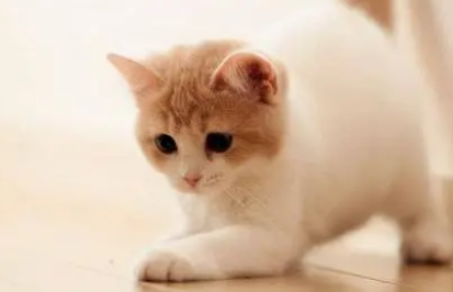 小猫喝公猫的奶要阻止吗 小猫喝公猫的奶要阻止吗