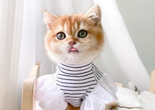 猫咪耳朵两边会秃是什么原因呢 猫咪耳朵两边会秃是什么原因呢