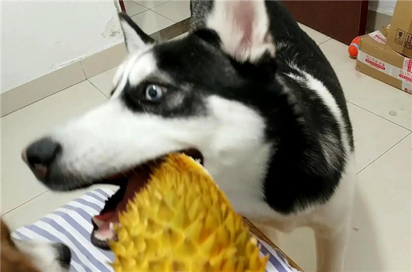 狗狗能吃榴莲吗 狗狗能吃榴莲吗