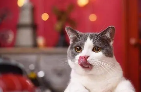 猫感冒会传染给人吗