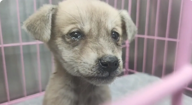 犬瘟、细小加冠状,仅两个月的流浪小奶狗被救助后,默默流着眼泪 犬瘟、细小加冠状,仅两个月的流浪小奶狗被救助后,默默流着眼泪