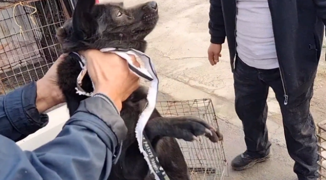 宠物狗被卖了会怎么样,宠物狗被卖到狗肉馆,宠物狗被卖给狗贩子 宠物狗被卖了会怎么样,宠物狗被卖到狗肉馆,宠物狗被卖给狗贩子
